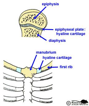 Synchondroser Rörbenens