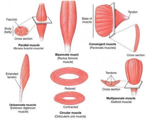 Konvergenta = alla muskelfibrer samlas i ett fäste Pennata = en eller