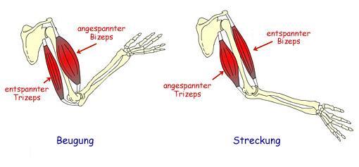 Antagonistiska muskler -muskler kan endast kontraheras Musculus biceps brachii = böjmuskel; böjer