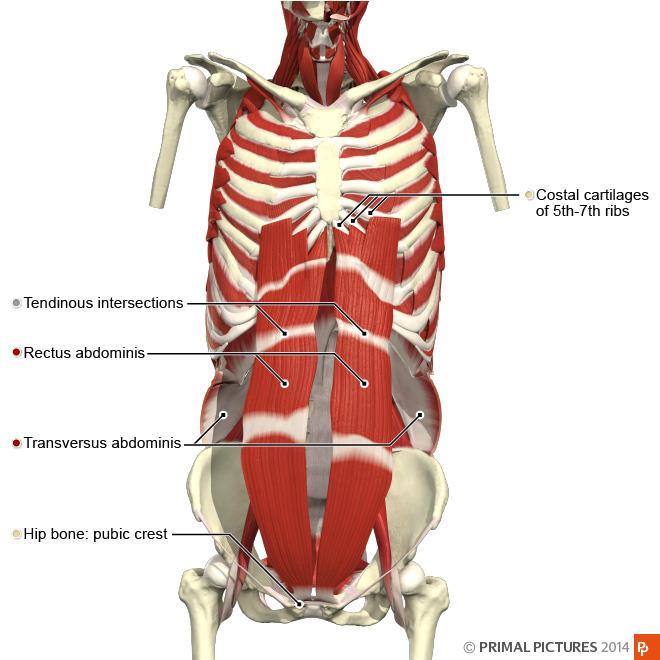 Abdomens djupa muskler Namn