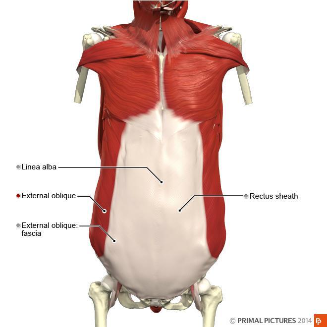 Abdomens ytliga muskler Namn