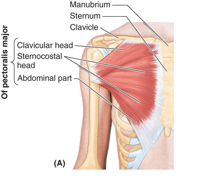 Pectoralis major Humerus; Adduktion Medial rotation Flexion