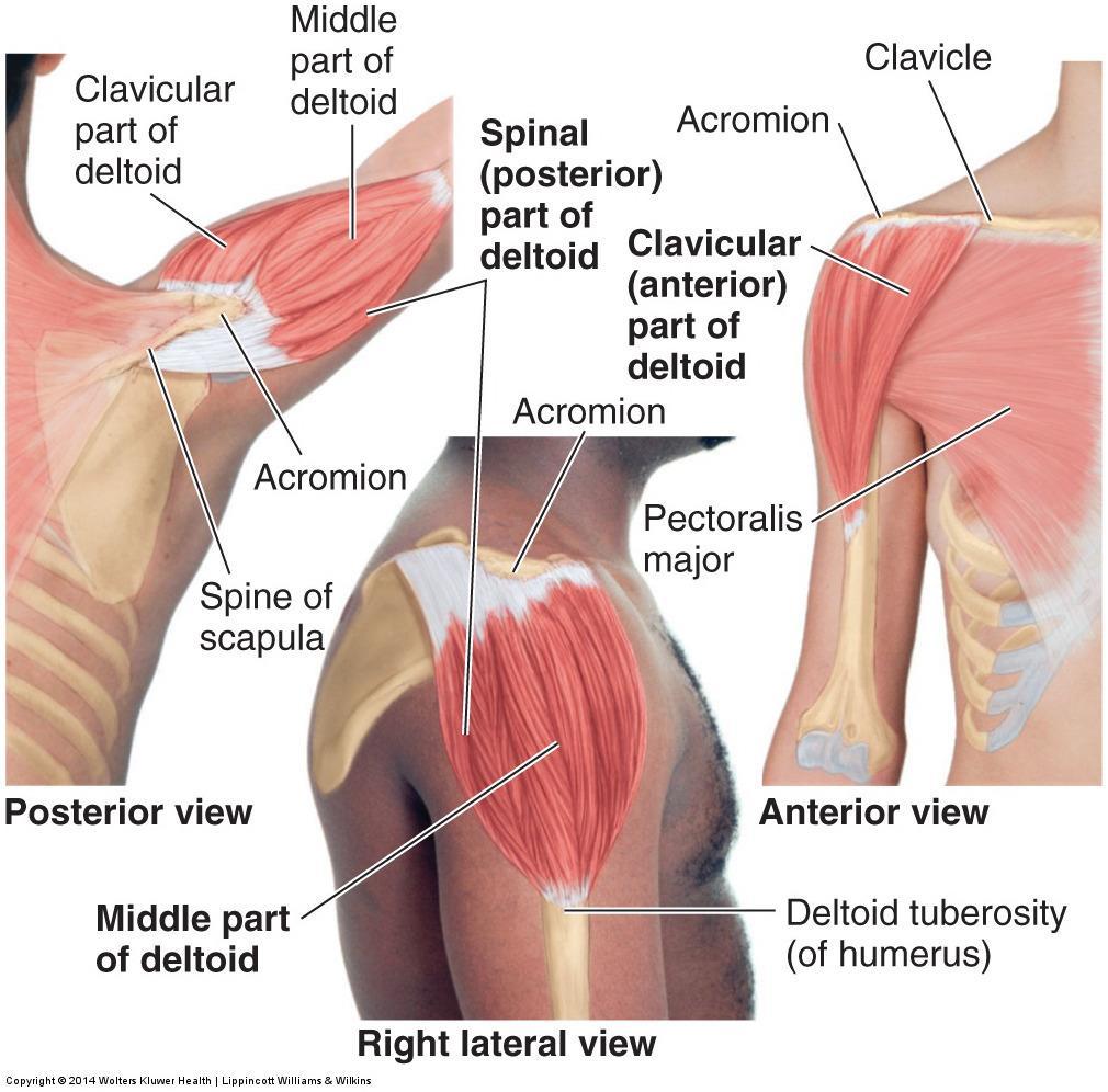 M. Deltoideus Humerus Ant.;flexion, medial rotation Med.