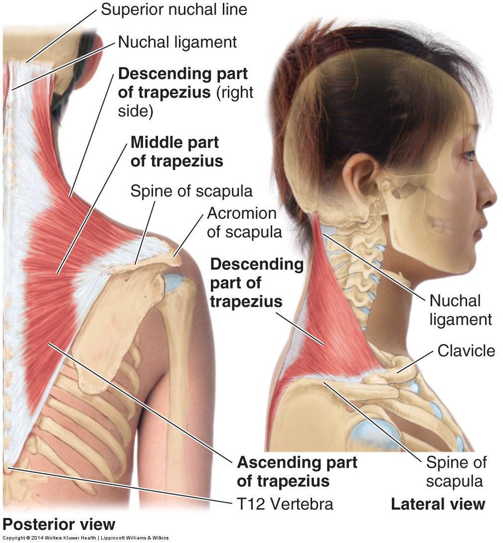 M. Trapezius Scapula; Höjs Sänks Förs