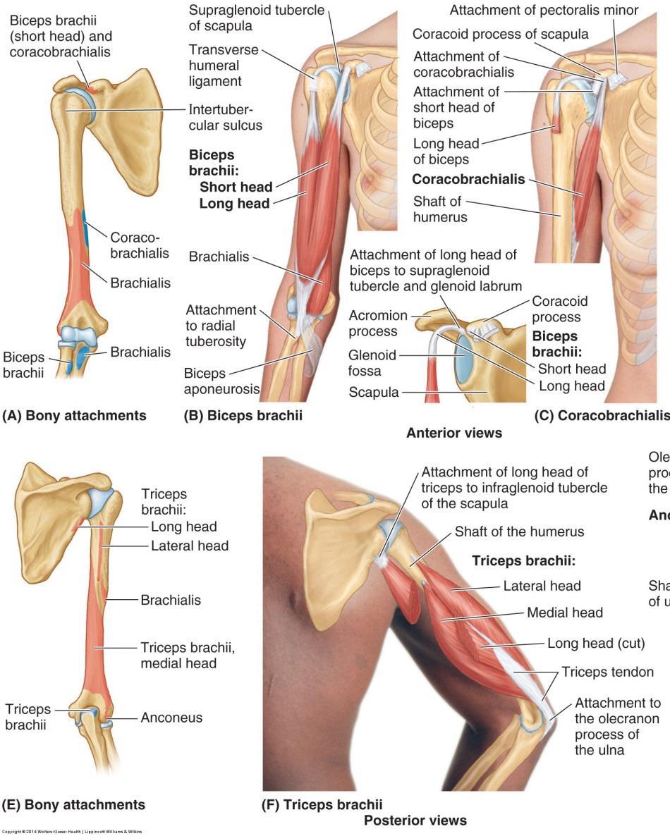 Biceps och triceps brachii Underarm Supination,