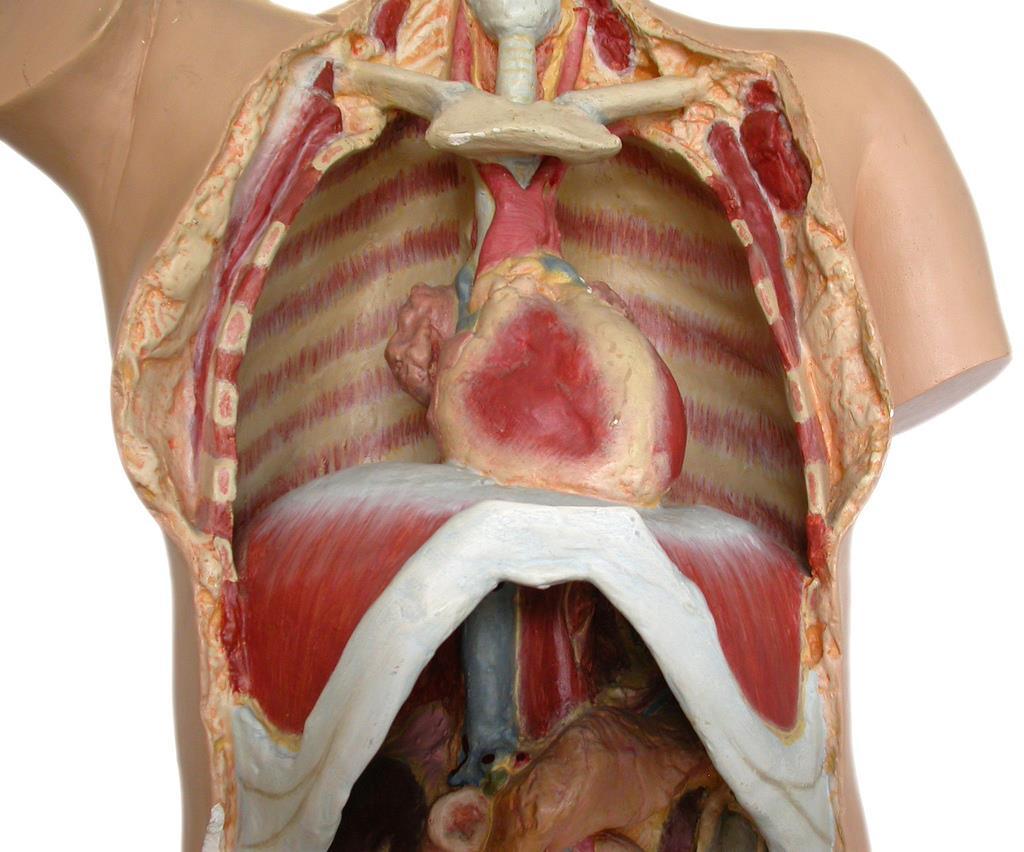 Diaphragma (mellangärdet) och intercostalmuskler Skiva