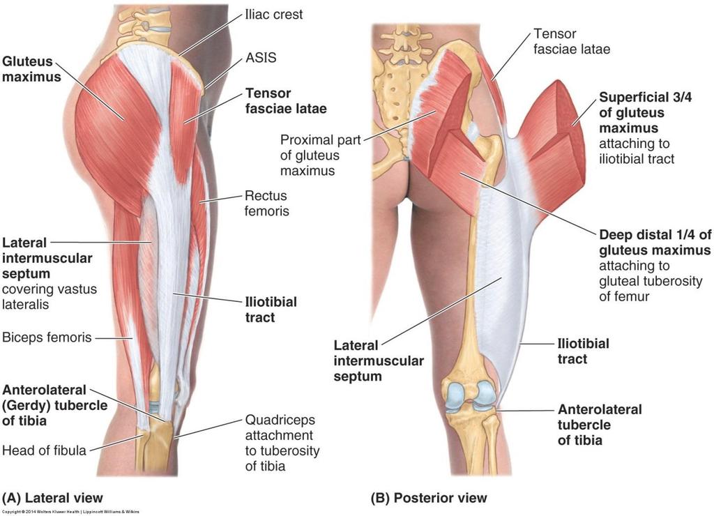 Gluteus maximus Extenderar höftleden