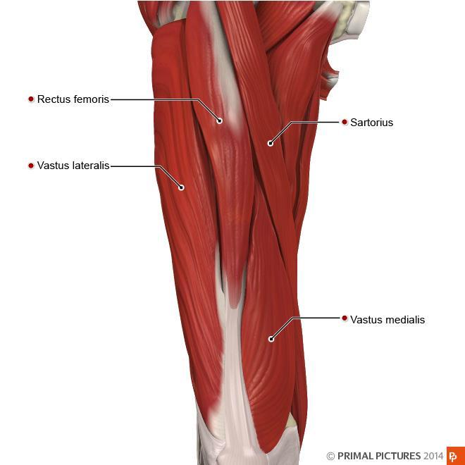 M. Quadriceps femoris Rectus femoris Vastus lateralis Vastus medialis Vastus intermedius Från os ilium (rf) samt femur (vl, vm,