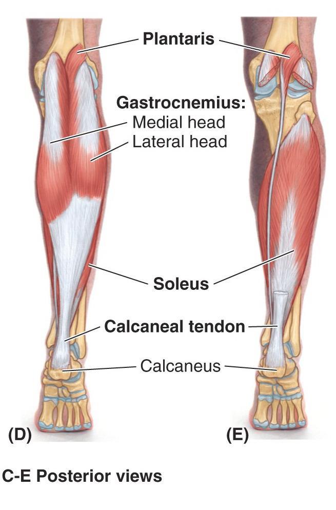 M. triceps surae m.