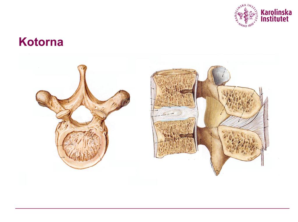 Processus transversi = tvärutskotten Processus spinosus = taggutskott. Förankring För muskler och ligament. Arcus vertebrae = kotbåge Kotkropp Discus intervertebralis = Mellankotsskiva.