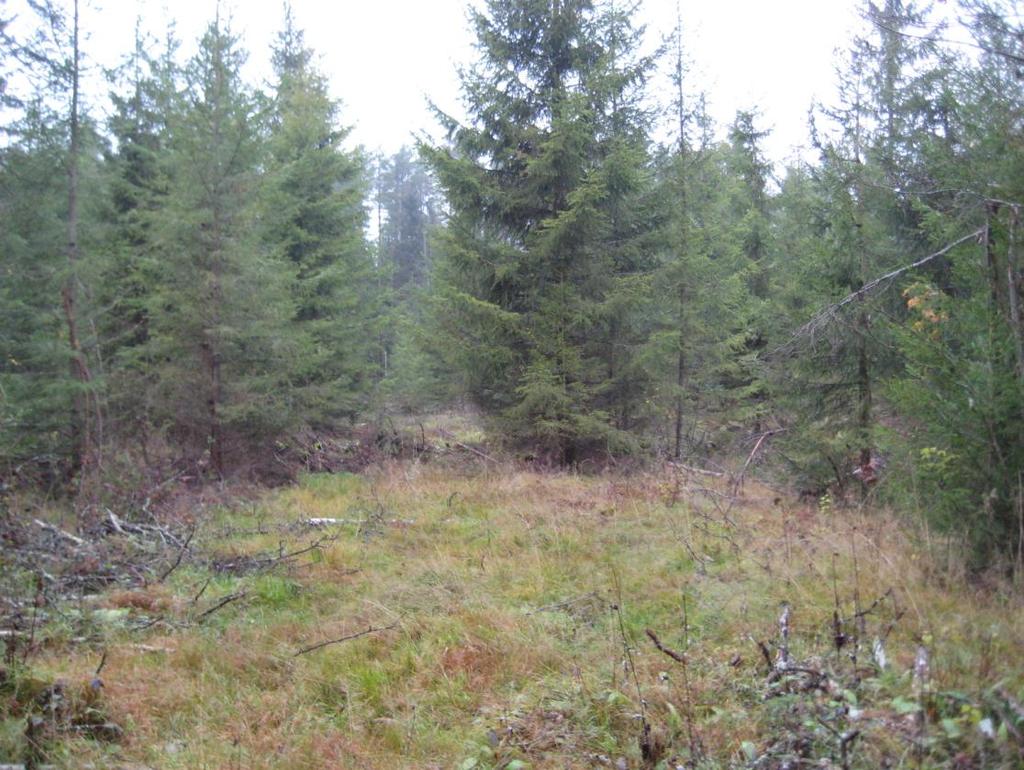Naturinventering av ett skogsområde i närheten av Kållby industriområde i Pedersöre kommun