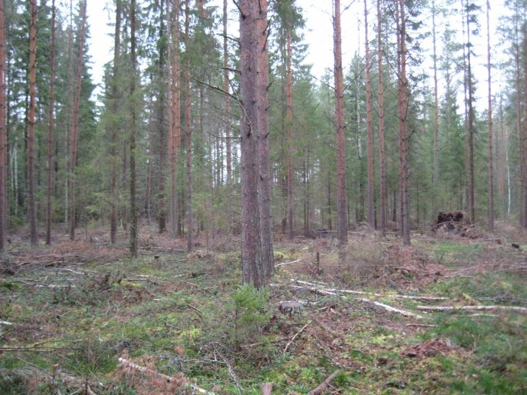 Bild 4. Gallrad, ca 40-årig talldominerad barrskog i figur 3. Figur 4. Ca 30-årig björkskog.