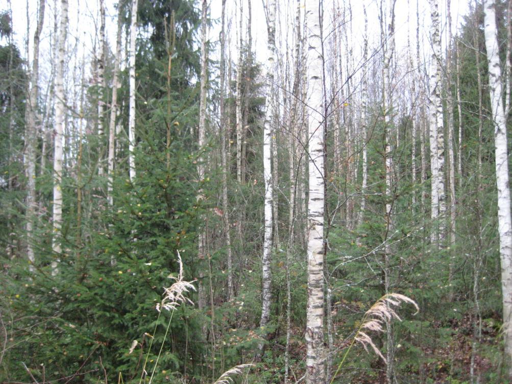 I trädskiktet växer också lite gran (Picea abies) och rönn (Sorbus aucuparia).