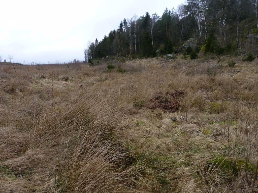 M4. Gräsmark på hygge Beskrivning: Öppet hygge med glest lövsly och granuppslag. Flera små fuktsänkor finns i området.