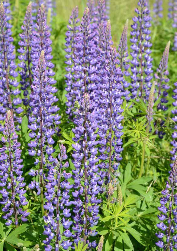Sommarmusik i våra kyrkor Onsdagar 19.