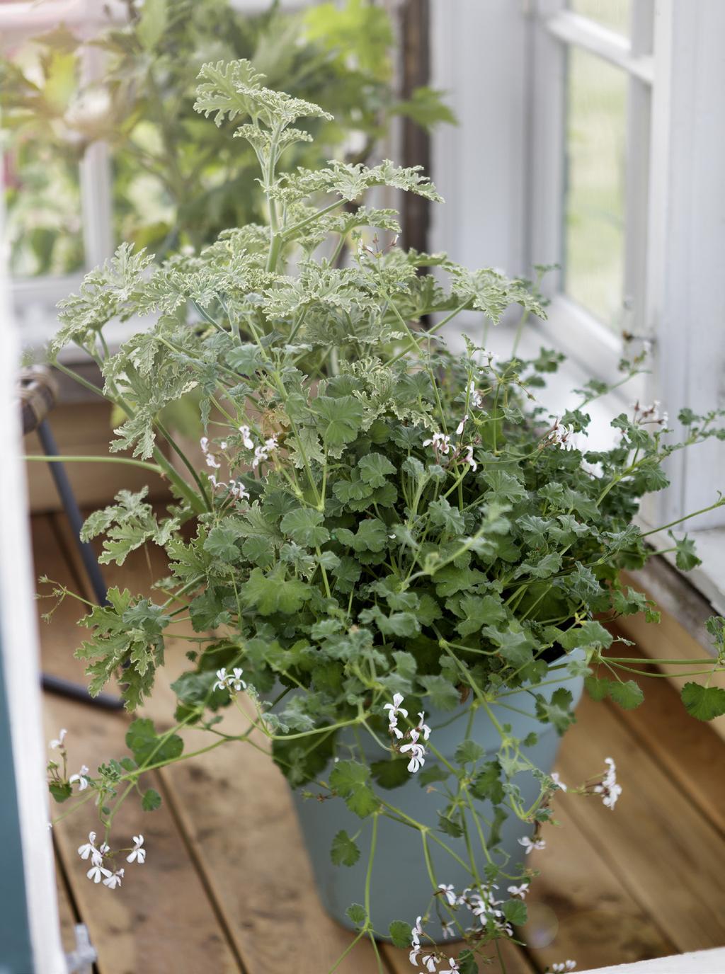 TRE FAVORITER Nu närmar sig sommaren med stormsteg och vi har valt ut tre enkla favoriter att satsa på i sommar!