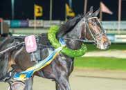 - / 0, c c 0 Blå, vit kil, gula ärmindlar; vit Ingves P J 0/0 - / 0,0 a c c 0 * Ingves Peter (Losse Harry) UUGUAY BOLINE, K *, AK 000,r. s.