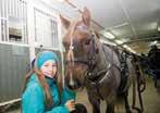 ,, Sör Nordin Frances Bulwark 0 Väsy Stuteri.,0, Sör Nordin Frances Bulwark 0 Väsy Stuteri.,, Sör Nordin Frances Bulwark 0 Väsy Stuteri.0, u.t. Sör Nordin Tampiko 0 Stall Anette.