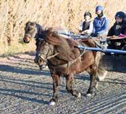 ,, Bertil Jansson oly s hild 0 Stall Mew.,, Birger Bgtsson 0 Joli de Gouvix 0 Stall Olympic.,, Gösta Nordin Harper Boy 00 Stall Amazon.,,0 Gunnar Nordin Uffe Kejlstrup 0 Stall Trotting.