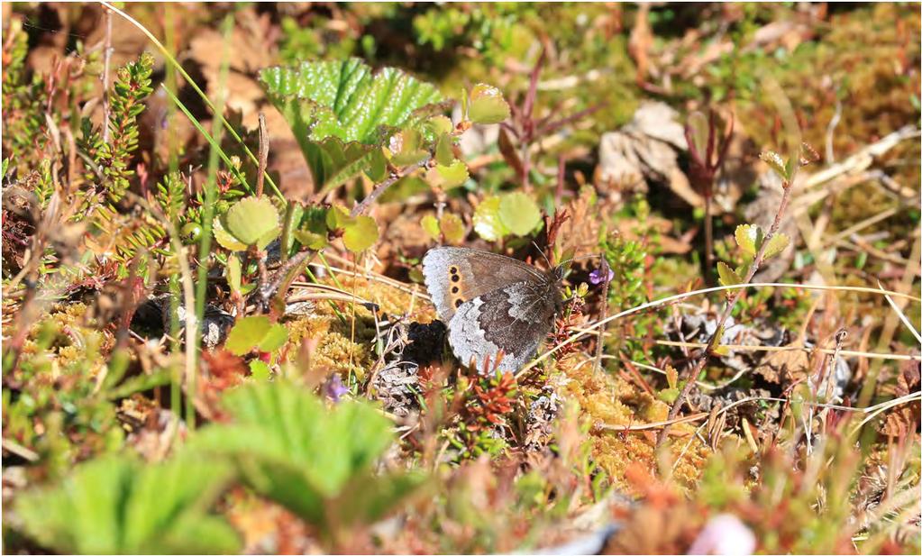 Disas gräsfjäril, Erebia disa, Arjeplogs kommun, 16 juni 2018. Foto: Leif Björk -Det finns fjärilar överallt, och man kan se många av dem på en dag.