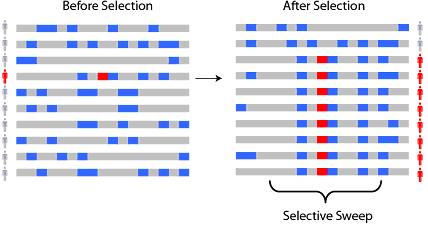 Selection of two traits Before selection After