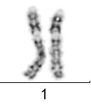 has a unique DNAsequence Mutation = SNP Mutations create genetic variation and can be