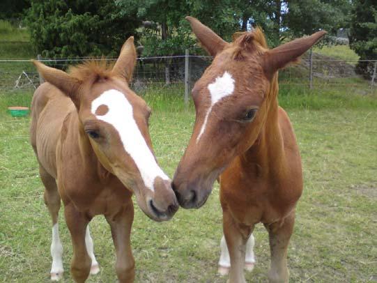 Genomic selection International collaboration Exchange of genotypes Exchange of young horse test- and competion data Joint calculations of GEBVs Studbook specific