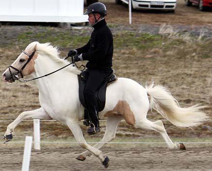 The mutation was discovered in four- & fivegaited horses C/C C/A A/A