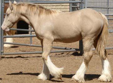 Utspädda färger - Pearl Finns hos spanskättade hästar (PRE, lusitano, etc) MATP exon 4 mutation En tredje