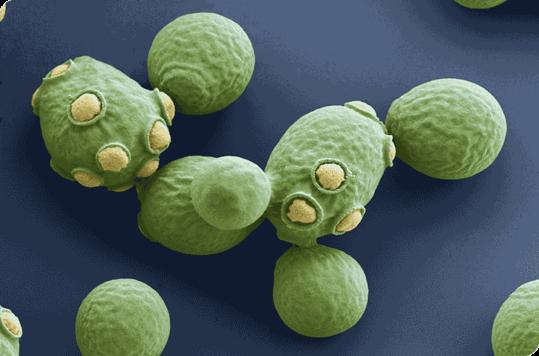 Jästsvampar Saccharomyces cerevisiae hög tolerans mot alkohol & svaveldioxid Vildjäst + naturligt - inte helt pålitlig - dåliga bakterier kan hinna