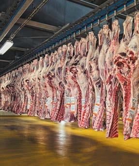 STATUS FÖR DANSKT NÖT- OCH KALVKÖTT Positiv utveckling Stigande efterfrågan Hög kvalitet Den danska nötköttsproduktionen är i en konstant process för att förbättra effektivitet, djuromsorg och