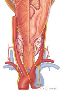 N Regionala lymfkörtlar omfattar centrala (pre- och paratrakeala, prelaryngeala), laterala, cervikala och övre mediastinala lymfkörtlar.