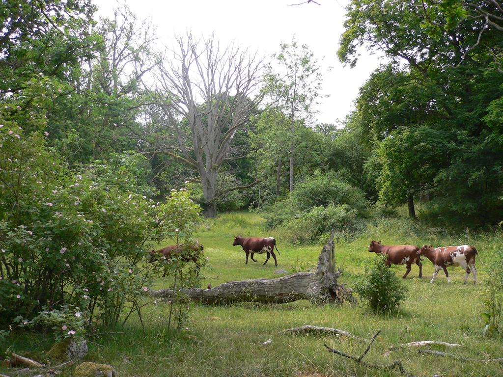 Sven G. Nilsson Ent. Tidskr. 129 (2008) Figur 1. Nötbetad hagmark med gamla ekar, stående döda ekar, eklågor och blommande buskar i Strömsrum, en naturtyp med många hotade arter. Foto: Pär Eriksson.