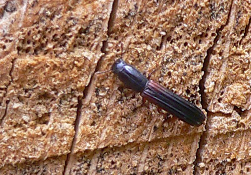 Sven G. Nilsson Figur 3. Colydium filiforme en av de starkt hotade arter som lever kvar på en av sina få svenska lokaler i Strömsrum. Foto: Pär Eriksson.