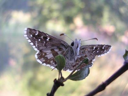 Detta år rapporterades dock ingen från Öland. Cyclophora porata (vattrad gördelmätare). Sk, Sandhammaren 1 ex 6-11.8 och 1 ex 17-25.8 (ÖRDS), Löderup, Järahusen 1 ex 19-27.5, 3 ex 20.7-4.8, 1 ex 5-14.