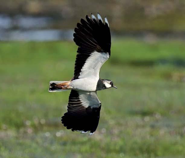 Tofsvipa Vanellus vanellus 12 Foto: John Larsen Figur 44. Geografisk fördelning av 12 noterade par tofsvipa inom inventeringsområdet.