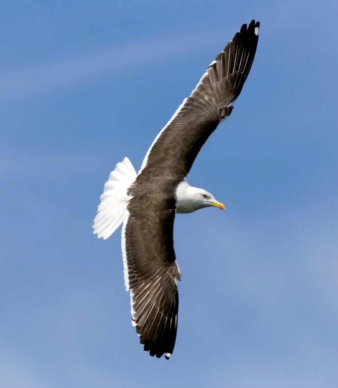 Silltrut Larus fuscus 4 Foto: P-G Bentz Figur 56. Fyra par silltrut noterades inom inventeringsområdet, samtliga på Eskilstorps holmar. Fyra par noterades på Eskilstorps holmar, figur 56 & 57.