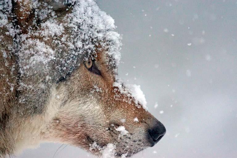 Artfakta Varg (Canis lupus) Vargens historiska utbredning sträcker sig över så gott som hela det norra halvklotet från Europa via Asien till Nordamerika.