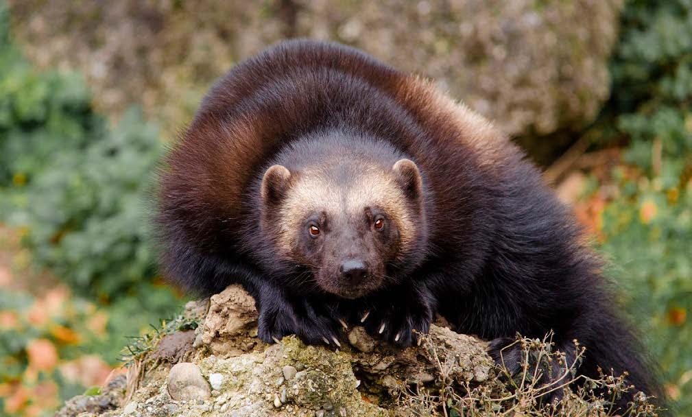 vakjakt på t.ex. räv- och björn, är också en viktig födokälla. I övrigt lever järvar av smågnagare, skogshare (Lepus timidus), skogsfågel, bäver (Castor fiber) och andra mindre bytesdjur.