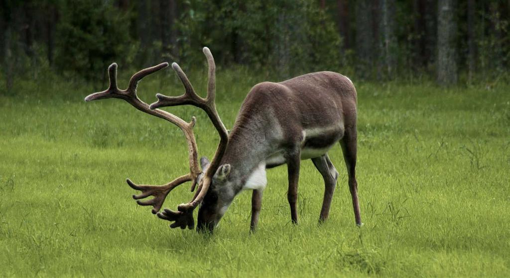 Ren Pixabay.com Tabell 2. Sammanfattande artbeskrivningar för de potentiella bytesdjuren för de stora rovdjuren i Skandinavien.