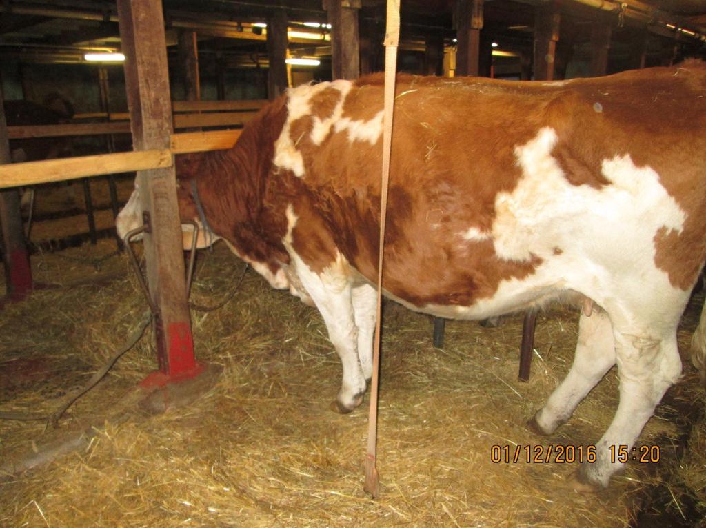 6 I en box hölls 8 tjurar som uppskattades väga ca 250kg. Boxen uppmättes vara ca 20kvm vilket innebär att det i den boxen enligt lagstiftningens minimimått kan hållas högst 6 tjurar med samma vikt.