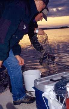 Fisket efter kräfta i Vättern Fritidsfiskets fångster (med kräftmjärde): 25,8 ton 2010 (snitt 1,4 kräftor/bur på enskilt, 5,6 kräftor/bur på allmänt vatten) 9,1 ton 2003 (snitt 5,2