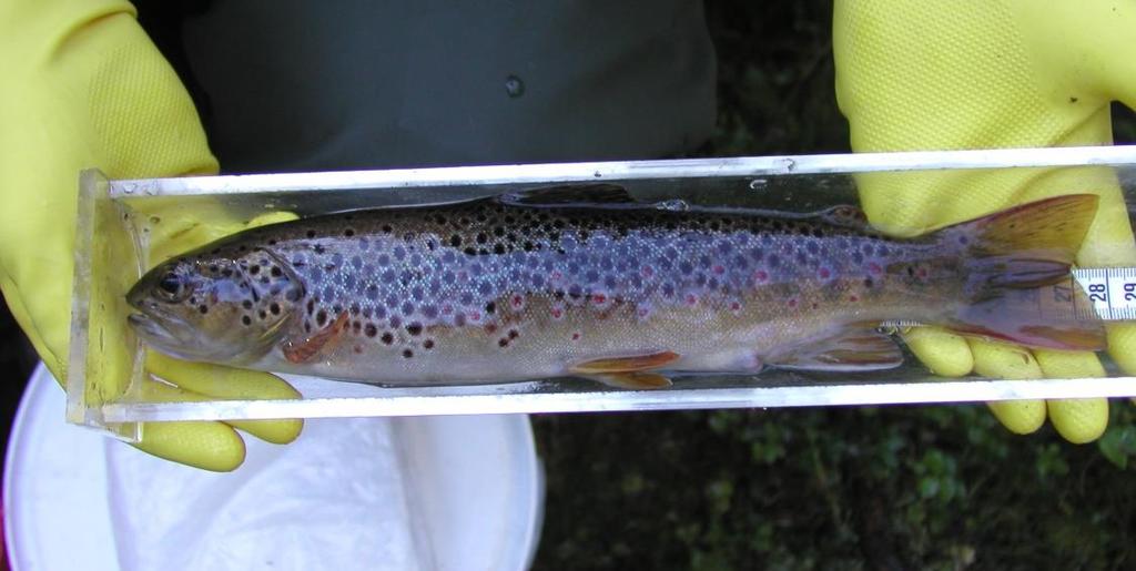 Det har inte tidigare genomförts någon riksomfattande utvärdering av kalkningens effekter på fisk i vattendrag, men flera rapporter har visat på generellt goda resultat (ex.