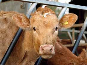 alltid skicka ett meddelande till kottproducenter@delaval.com så hjälper vi dig att hitta rätt. Stalltipset 1 2017 Nötköttsproducenter Stalltipset ges ut av DeLaval Sales AB BOX 21, 147 21 TUMBA.