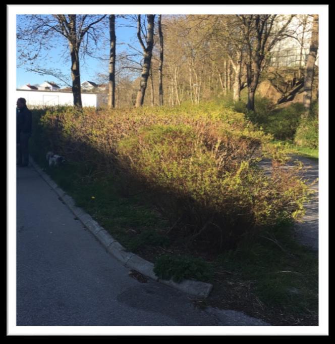 Sid 11/20 Nummer 7.1 Norra änden av Färgaregatan Området upplevs felaktigt planerat med omfattande buskage över stor yta som bara stjäl viktig mark.