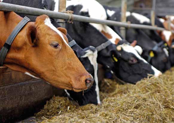 Artikel skriven av Francisco Bostadsbyggnaden på Progressive Espås Rodriguez för den amerikanska tidningen Dairyman.