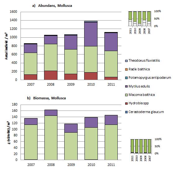 3.4 Abundans och biomassa per taxon inom respektive fylum (2007 2011) Figur 5. Abundans och biomassa för fylum Mollusca (blötdjur).