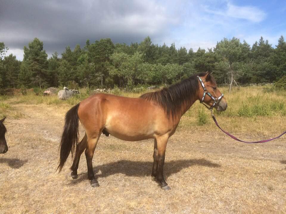 Vid intresse kontakta Catharina Cronberg 0705381187 TILL SALU Pejnarve Matros 2 år val, e Manicken u Ziri e Zoyer.