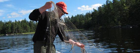 SÖTVATTEN 8.4.5 Delprogram Fisk i värdefulla vatten Övervakning av fisksamhället kan användas för att upptäcka förändringar i sjöars ekosystem och för att identifiera olika typer av miljöstörning.