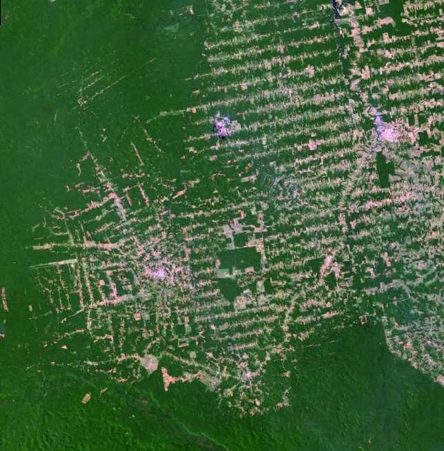 Skogsavverkning Rondonia (Brasilien) 1975 1989 2001 2008